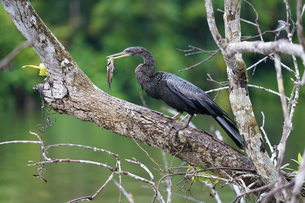 Anhinga - MIck Griffin