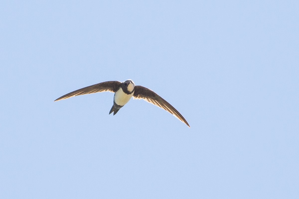 Alpine Swift - ML610116105