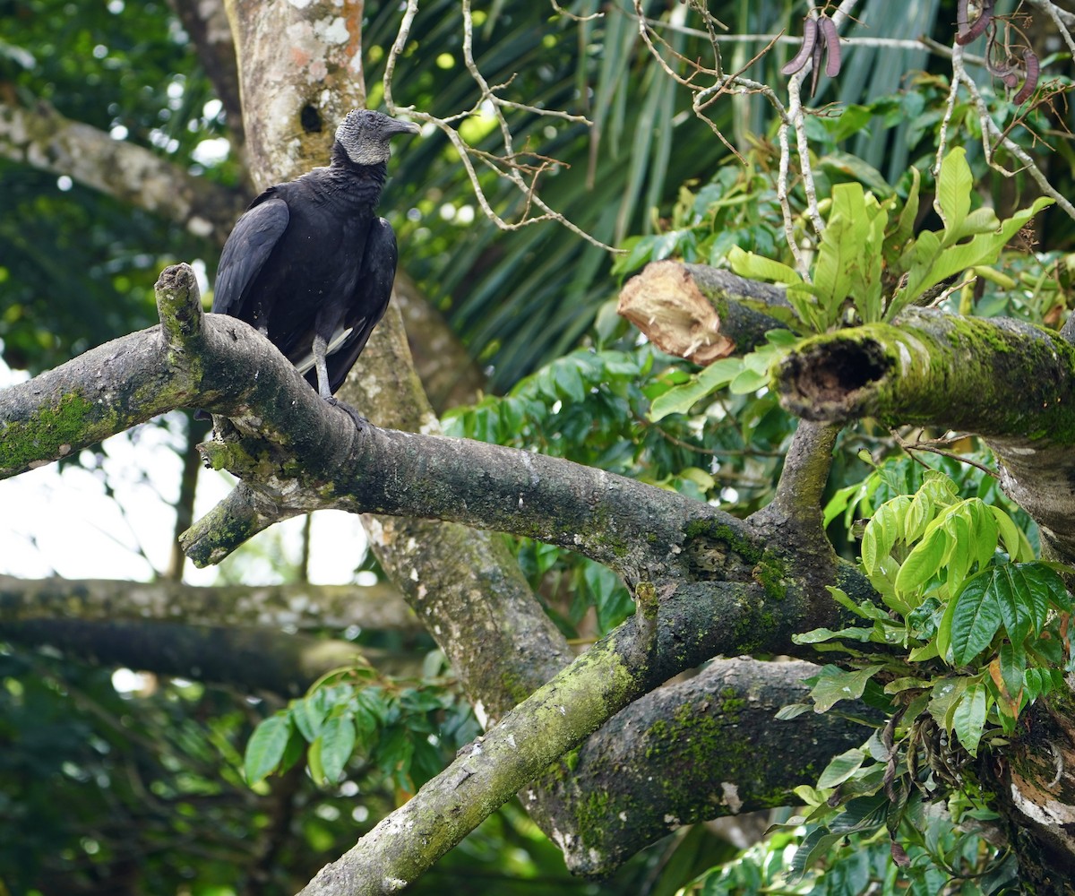 Black Vulture - MIck Griffin