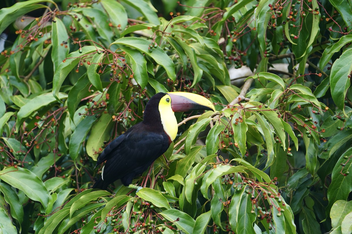 Yellow-throated Toucan - ML610116200