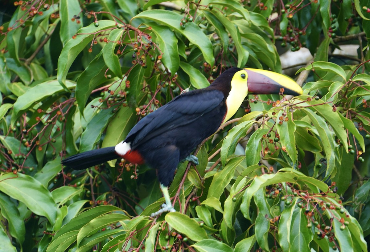 Yellow-throated Toucan - ML610116203