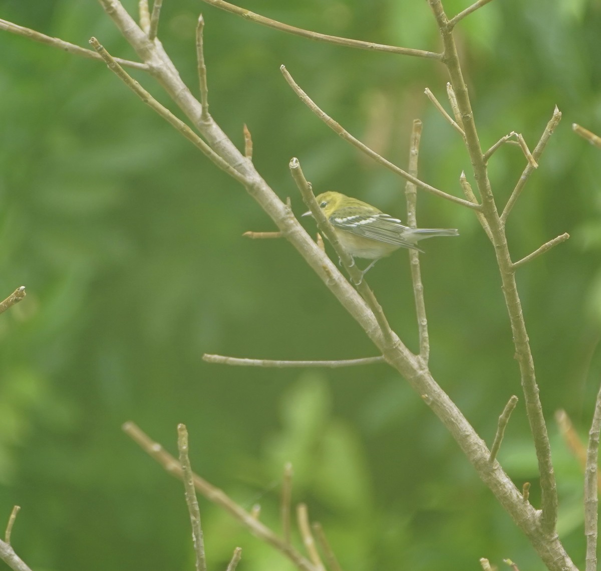 Bay-breasted Warbler - ML610116219