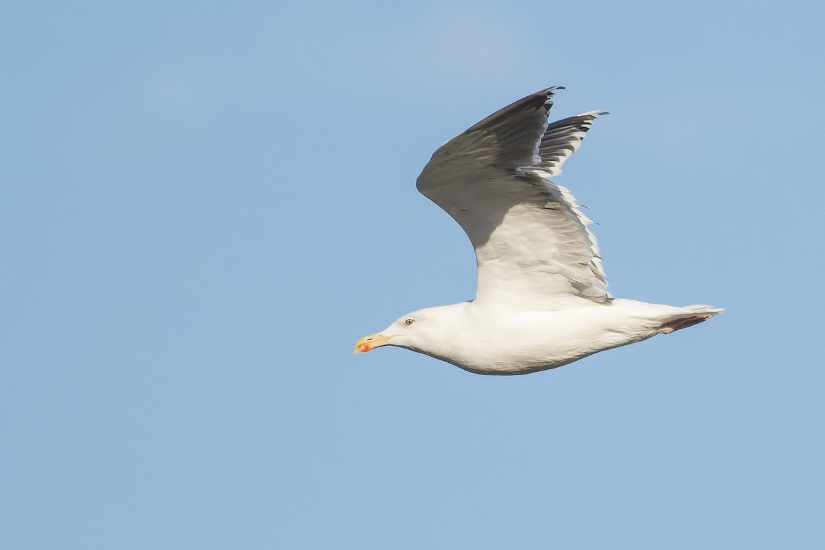 Great Black-backed Gull - ML610116231