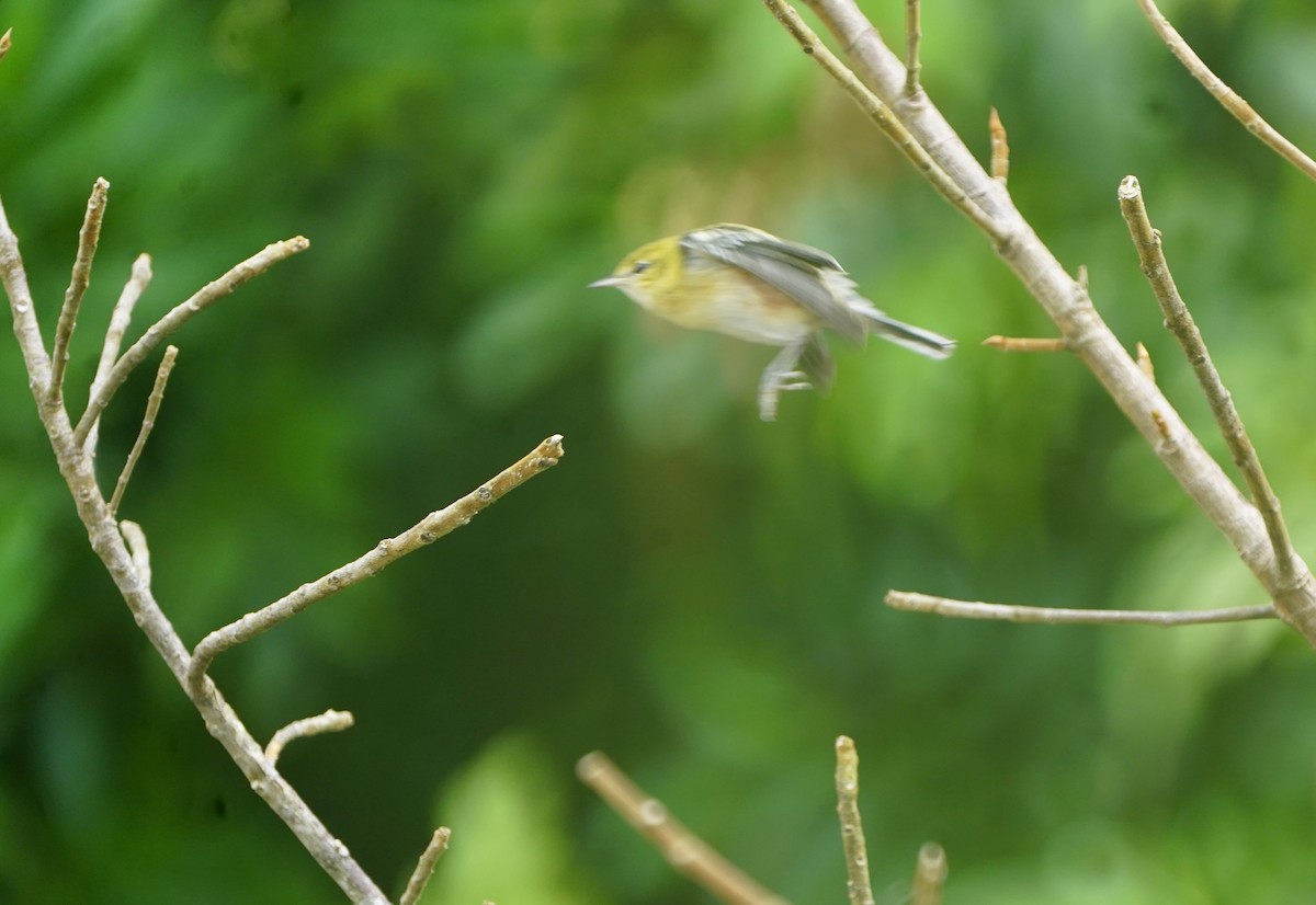 Bay-breasted Warbler - ML610116234