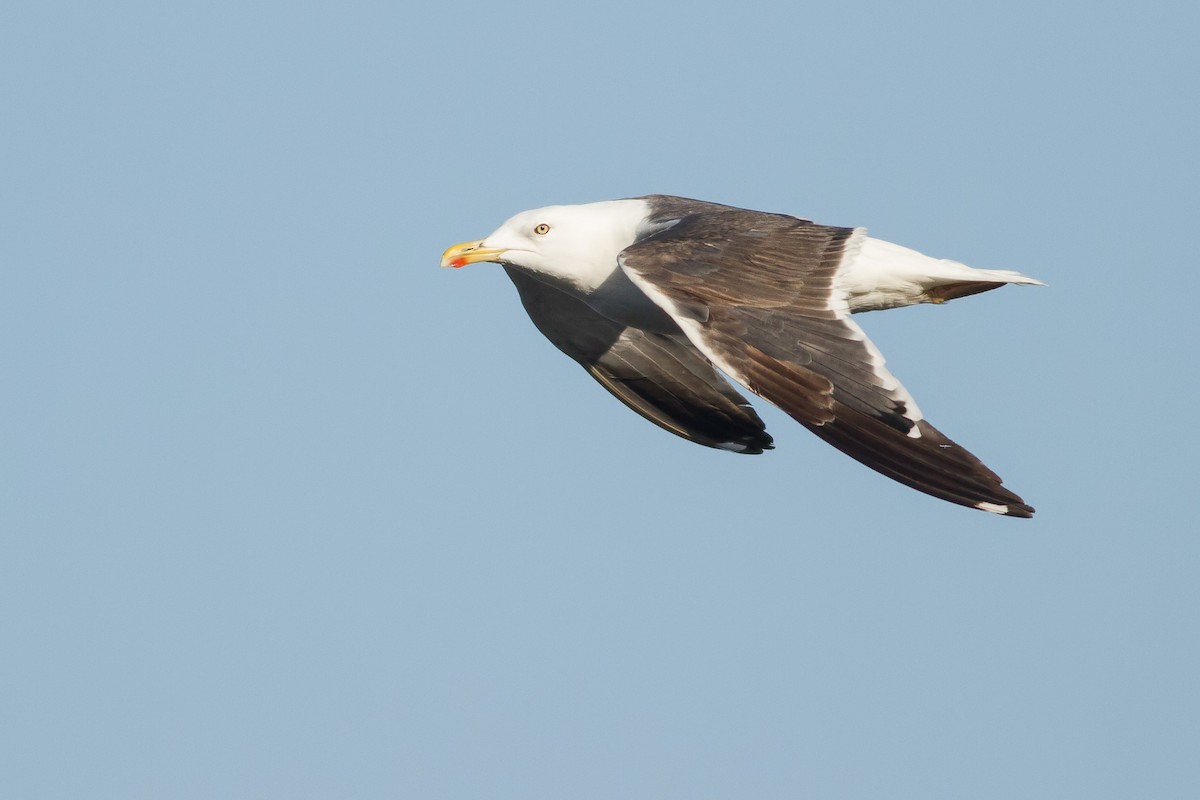 Lesser Black-backed Gull - Rei Segali