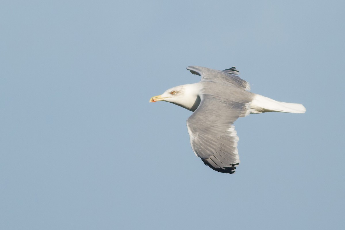 Gaviota Patiamarilla - ML610116273