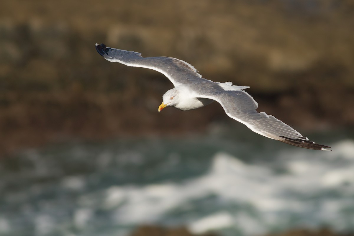 Gaviota Patiamarilla - ML610116279