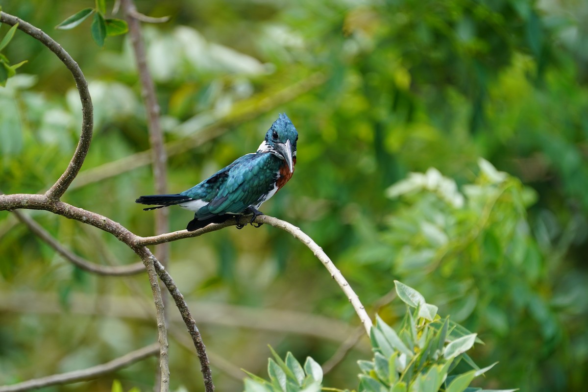 Amazon Kingfisher - ML610116302