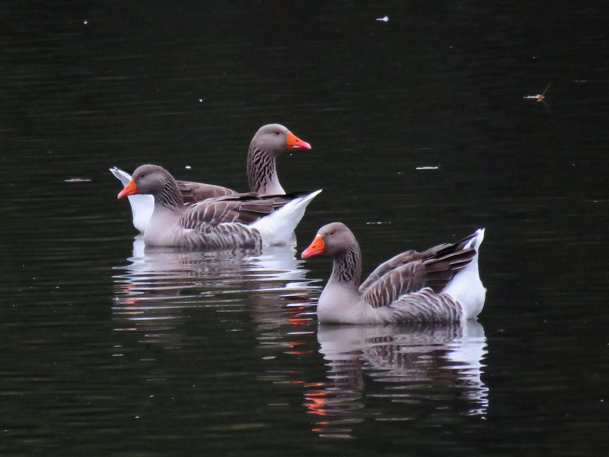 Graylag Goose (Domestic type) - ML610116343