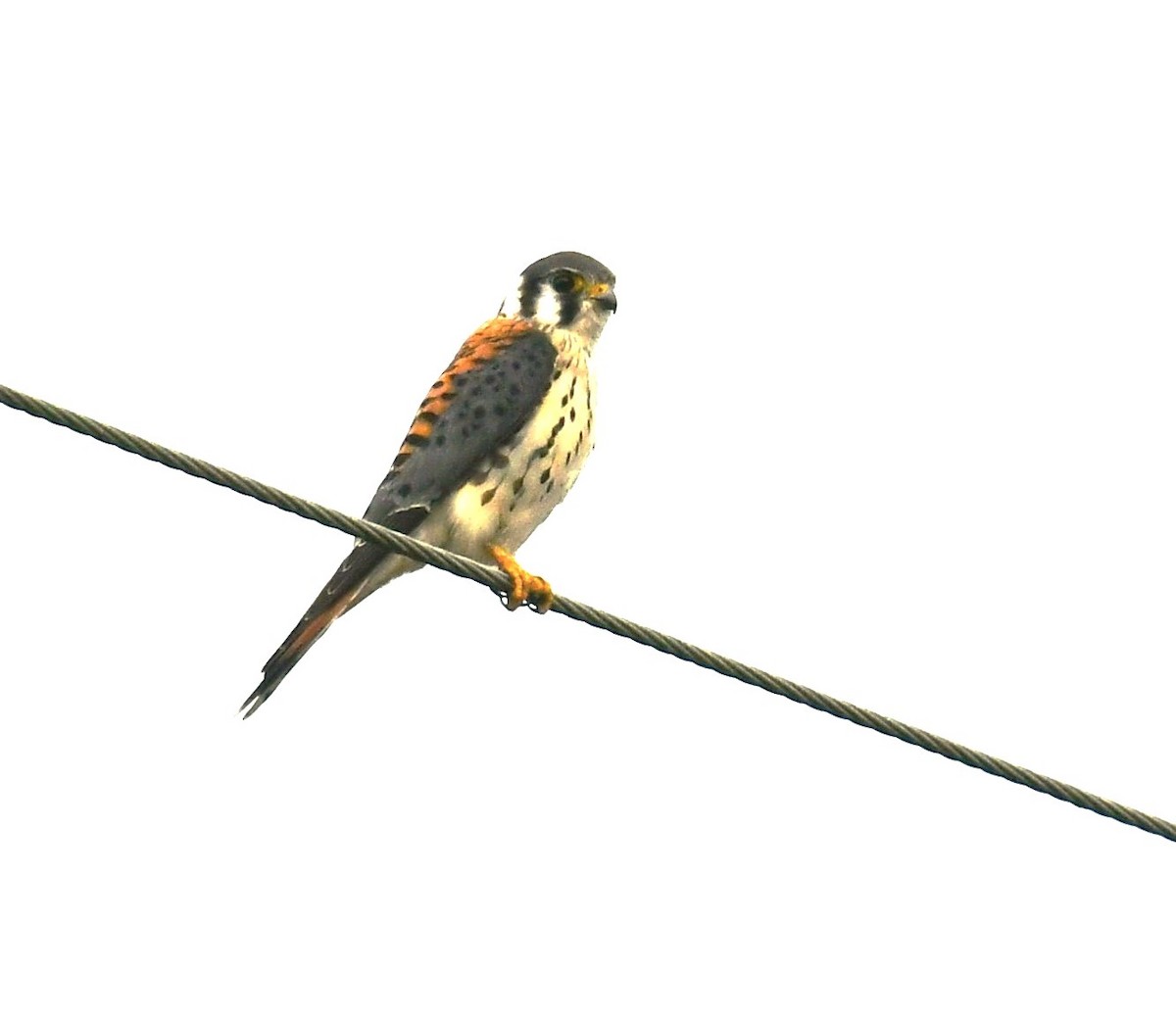 American Kestrel - ML610116354