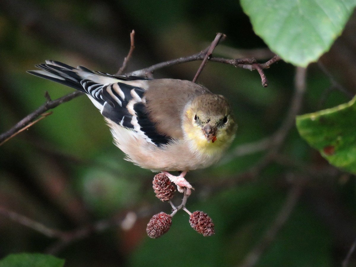 American Goldfinch - ML610116379
