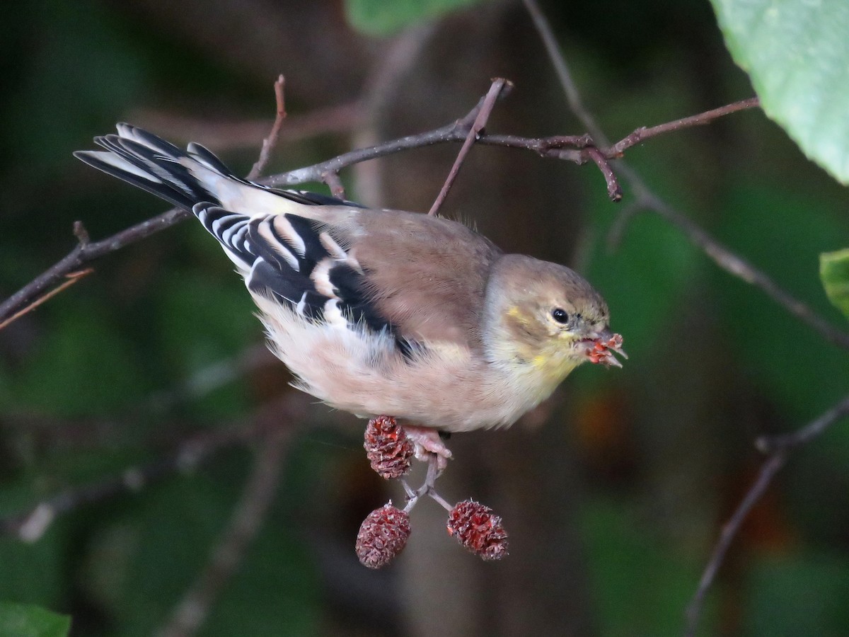 American Goldfinch - ML610116380