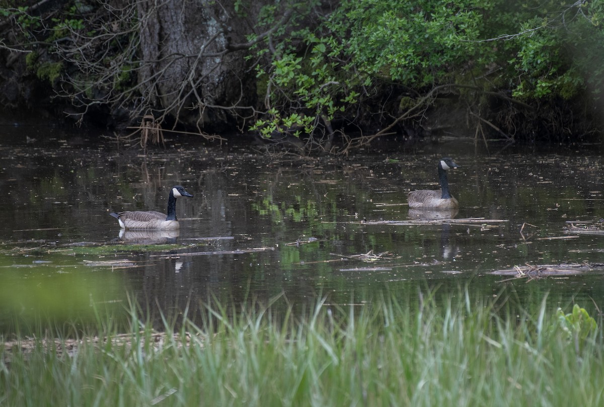 Canada Goose - Dave DeSarno