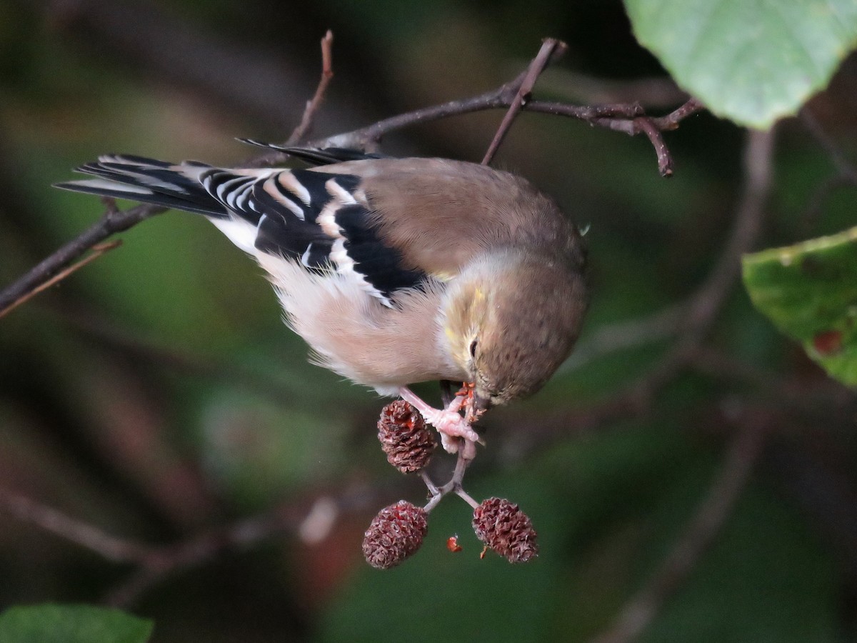 American Goldfinch - ML610116400