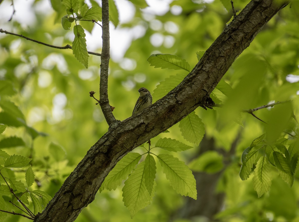 Yellow-rumped Warbler - ML610116406