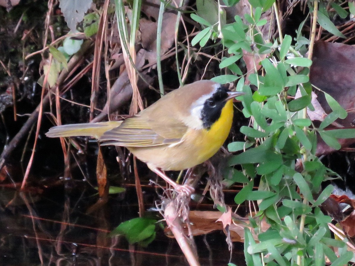 Common Yellowthroat - ML610116417