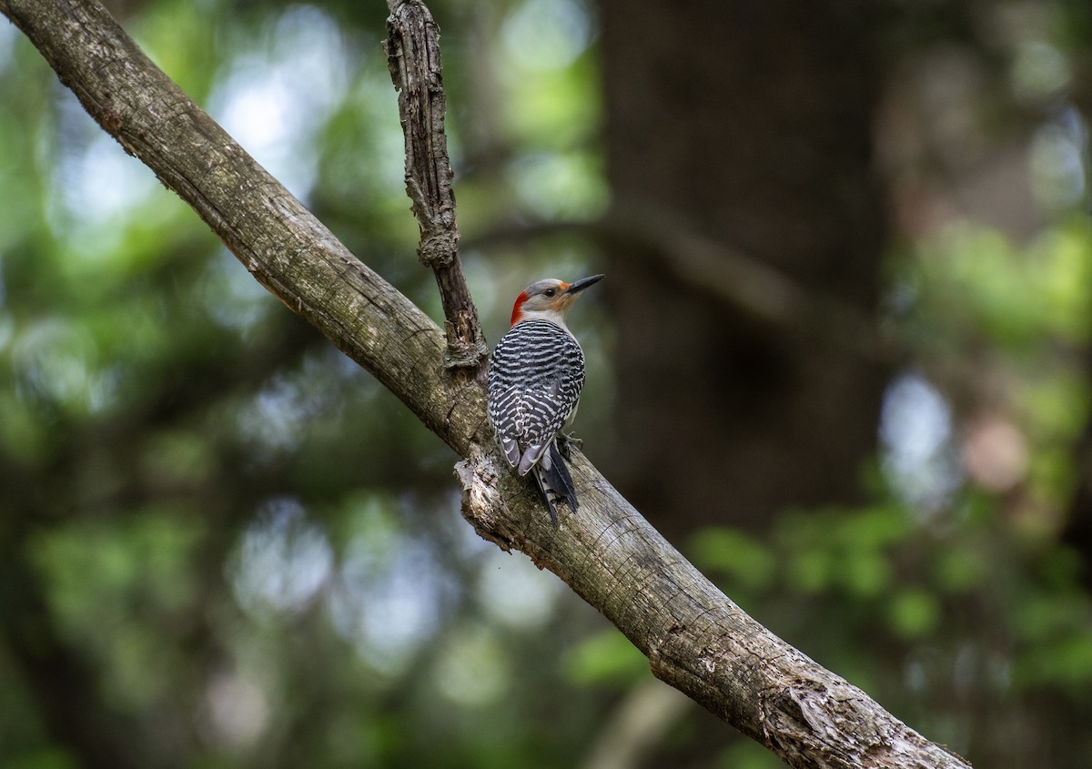 Red-bellied Woodpecker - ML610116419