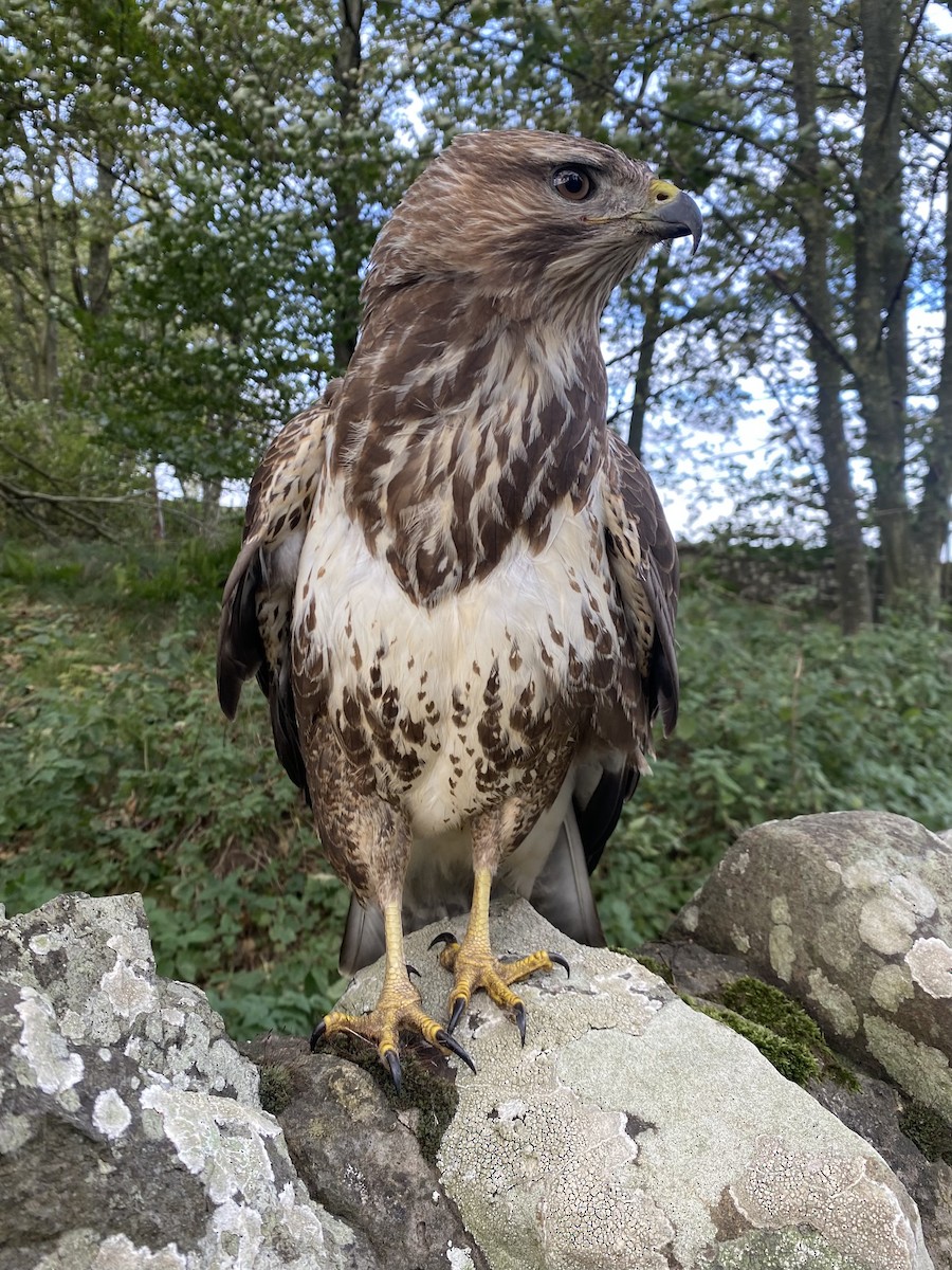 Common Buzzard - ML610116426