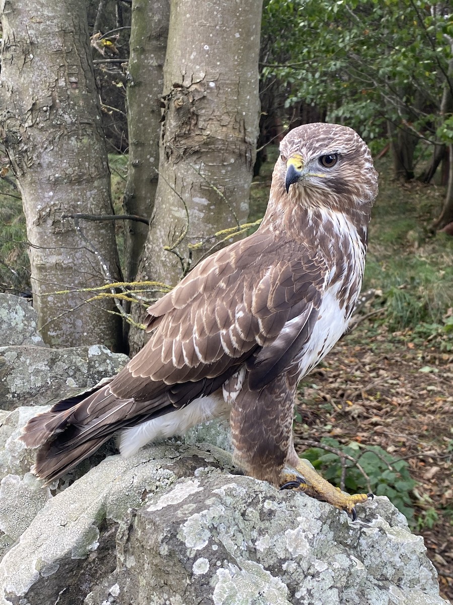 Common Buzzard - ML610116427