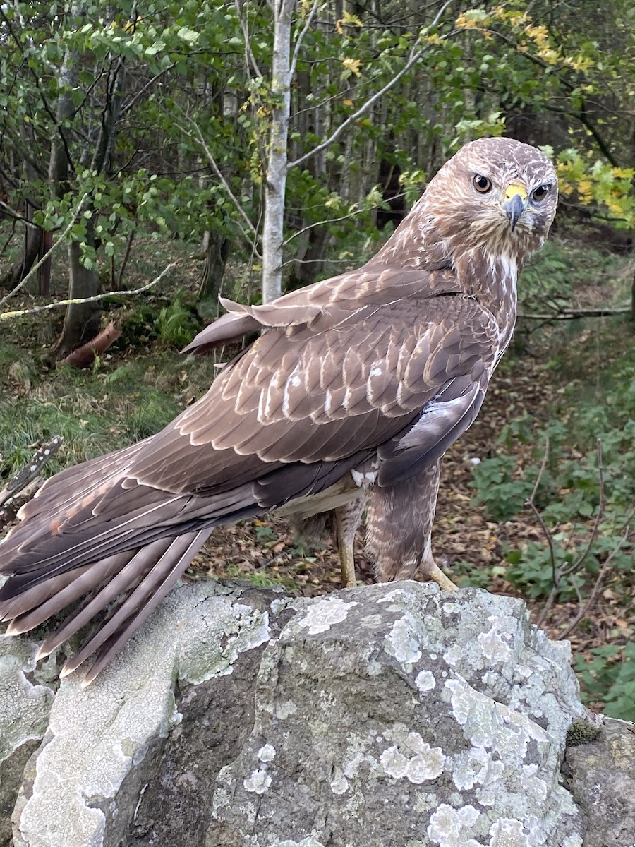 Common Buzzard - ML610116428
