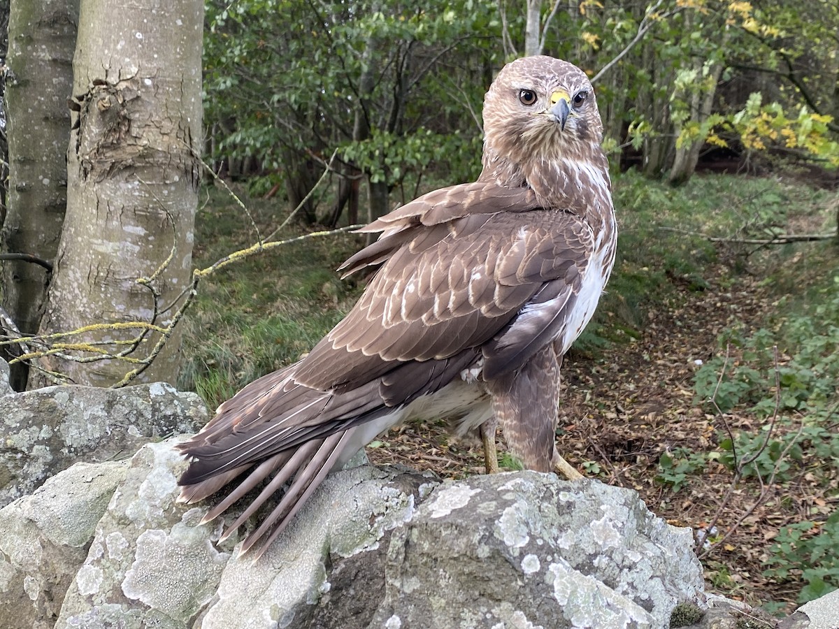 Common Buzzard - ML610116429