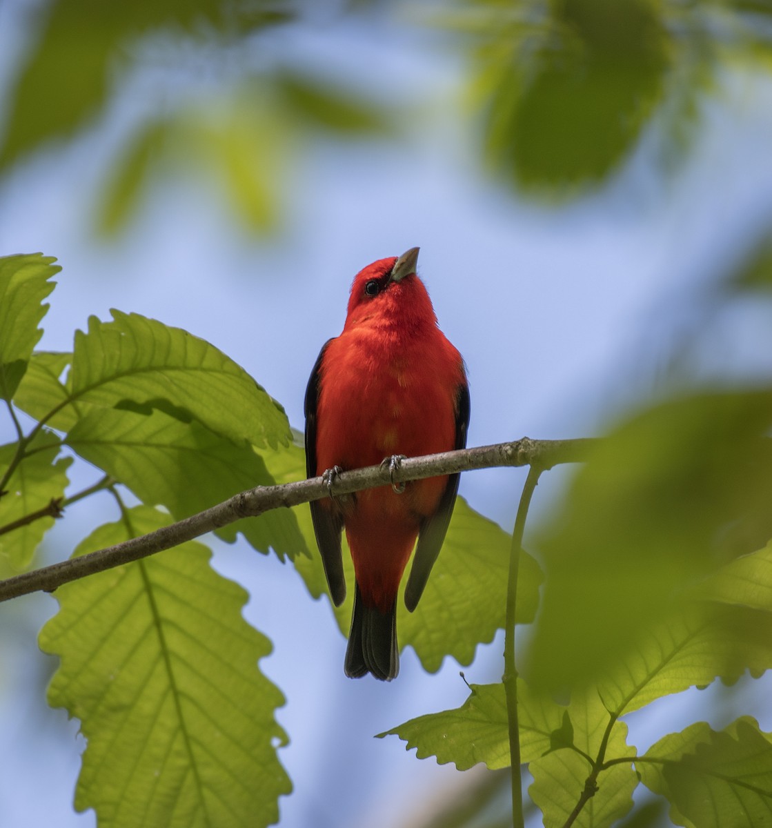 Scarlet Tanager - ML610116436