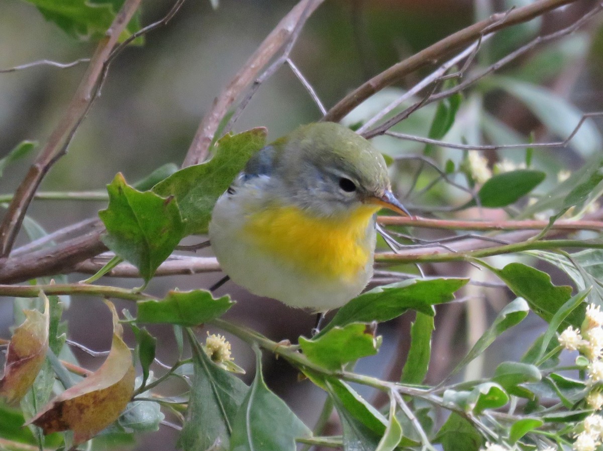 Northern Parula - ML610116440