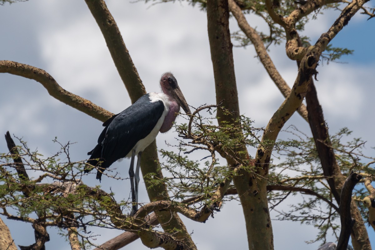 Marabou Stork - ML610116457