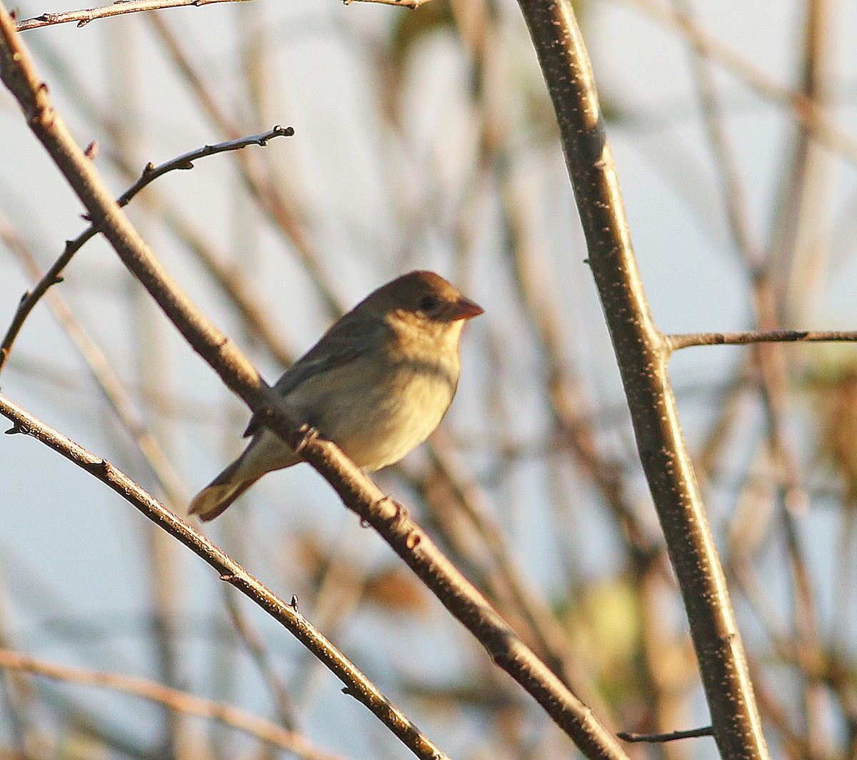 Indigo Bunting - ML610116479