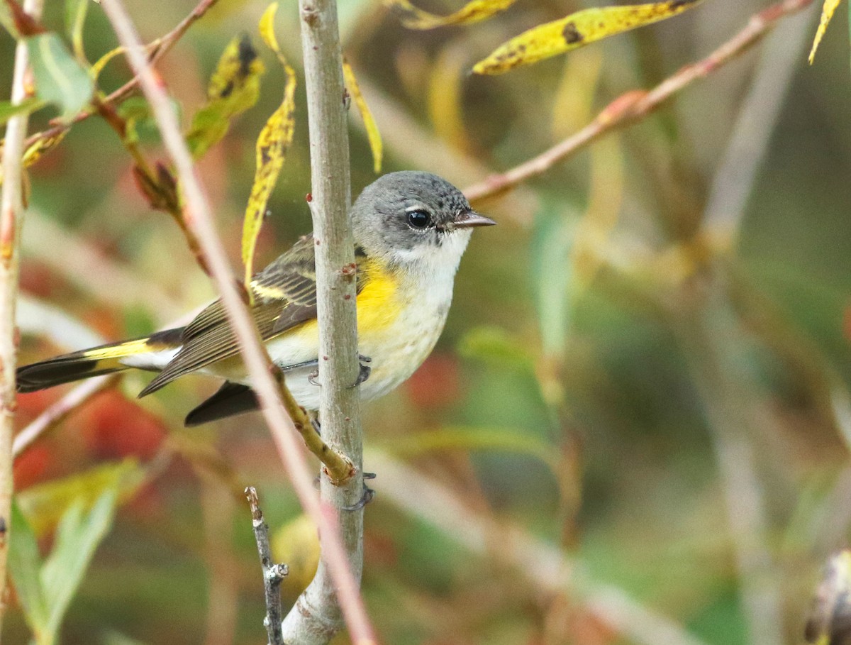 American Redstart - ML610116491