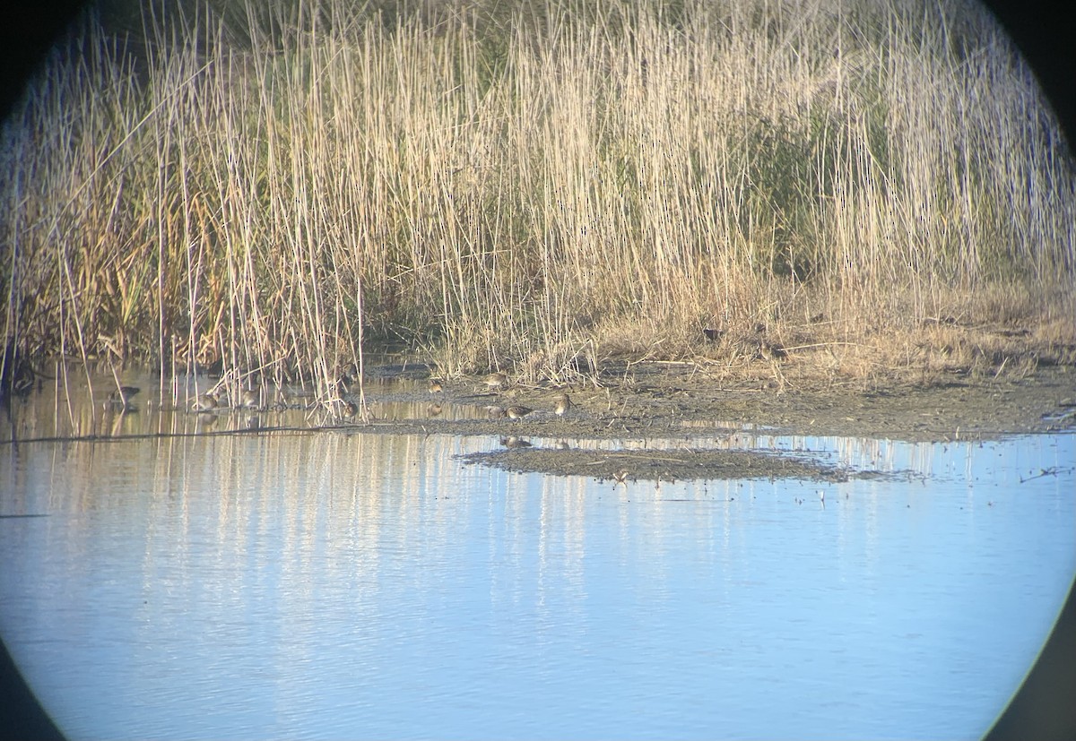 Wilson's Snipe - ML610116505