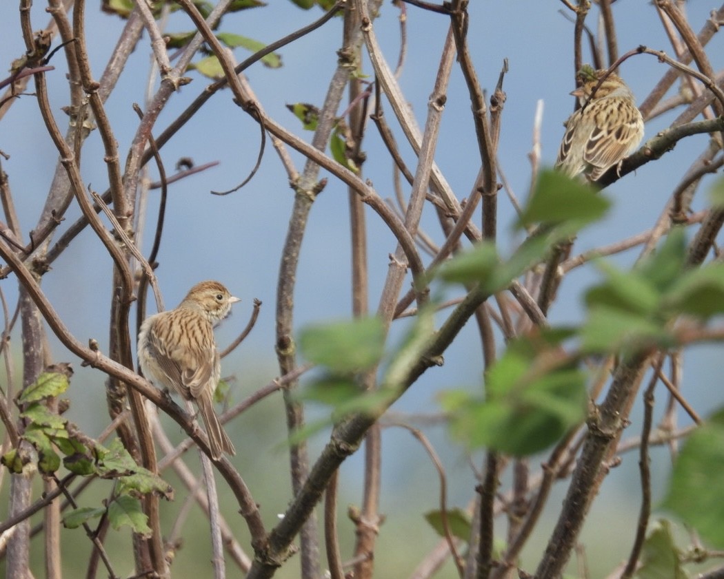 Clay-colored Sparrow - ML610116544