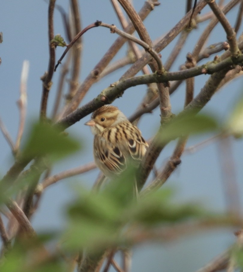 Clay-colored Sparrow - Karen Viste-Sparkman