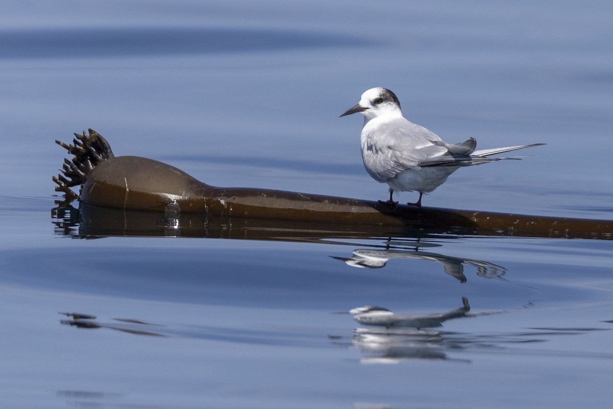 Common Tern - Michael Stubblefield