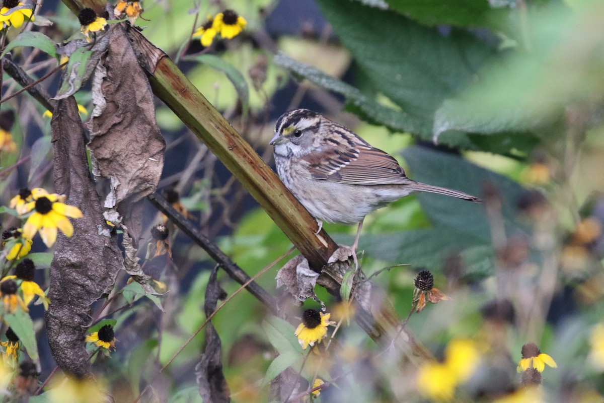 White-throated Sparrow - David Rupp
