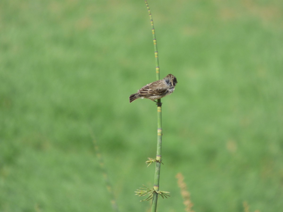 Chestnut-throated Seedeater - ML610116704