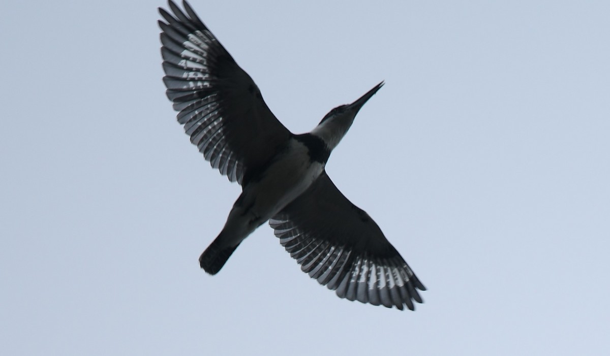 Belted Kingfisher - ML610116718