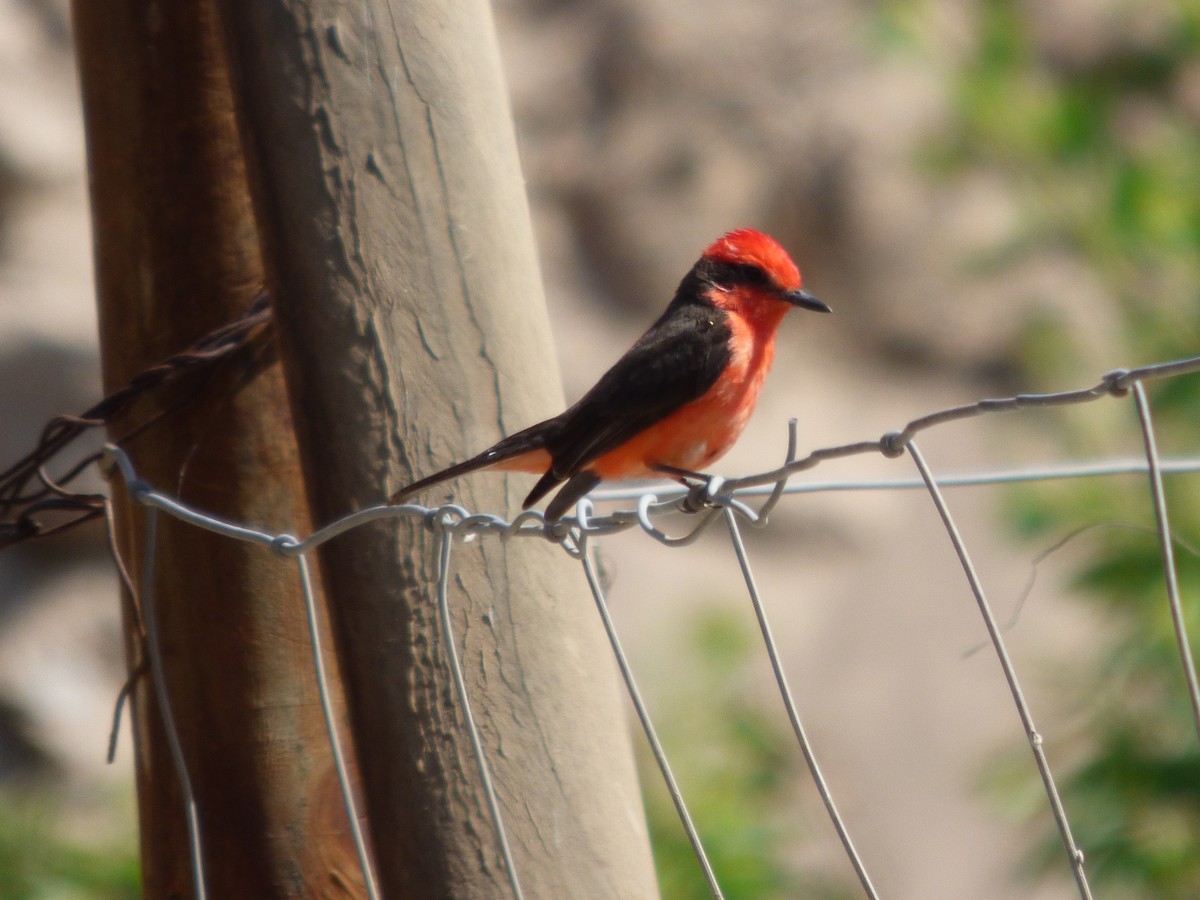 Vermilion Flycatcher - ML610116725