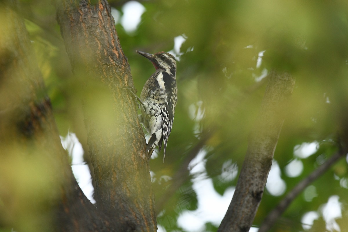 Yellow-bellied Sapsucker - Aryeh Baer