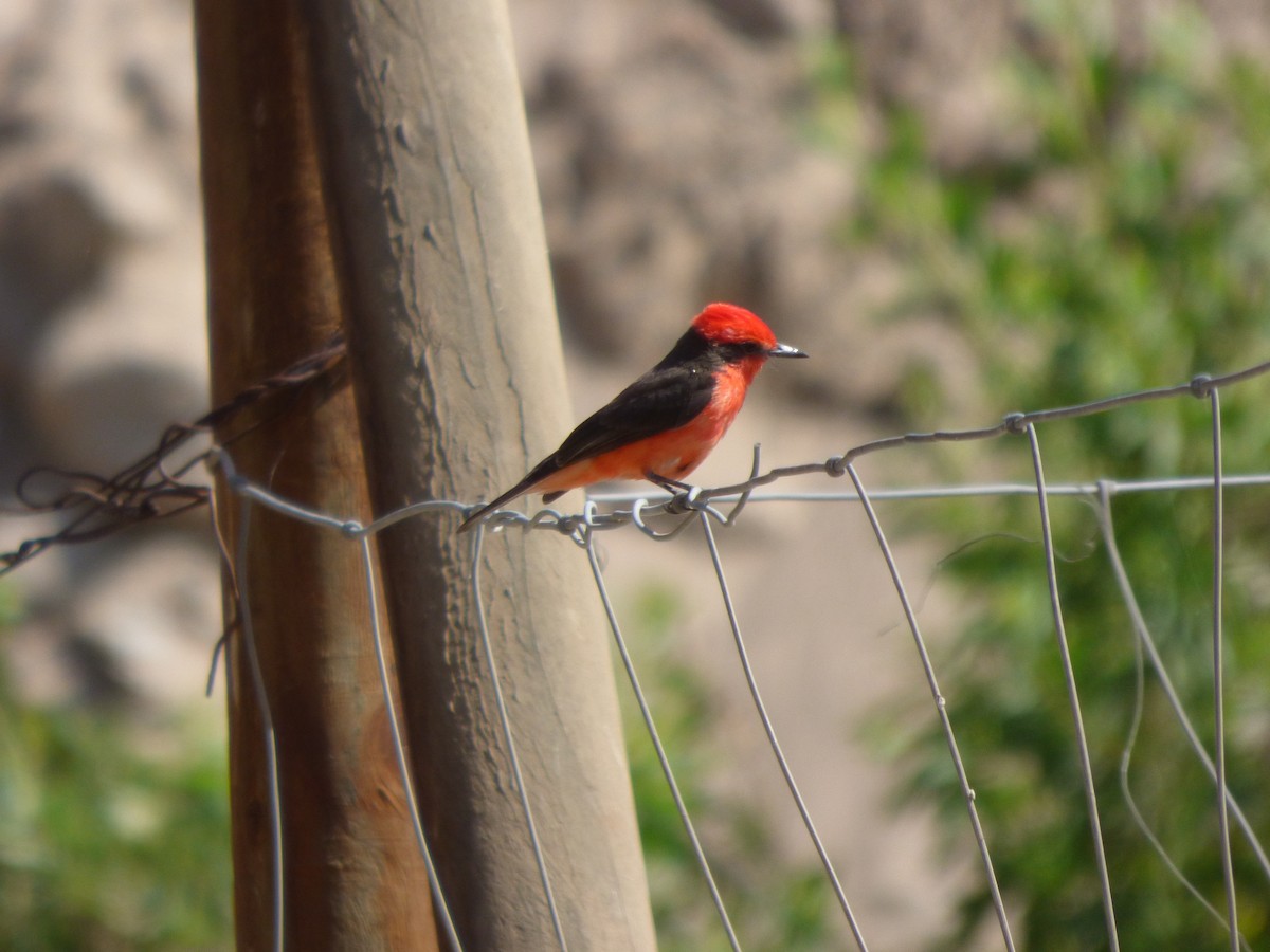 Vermilion Flycatcher - ML610116746