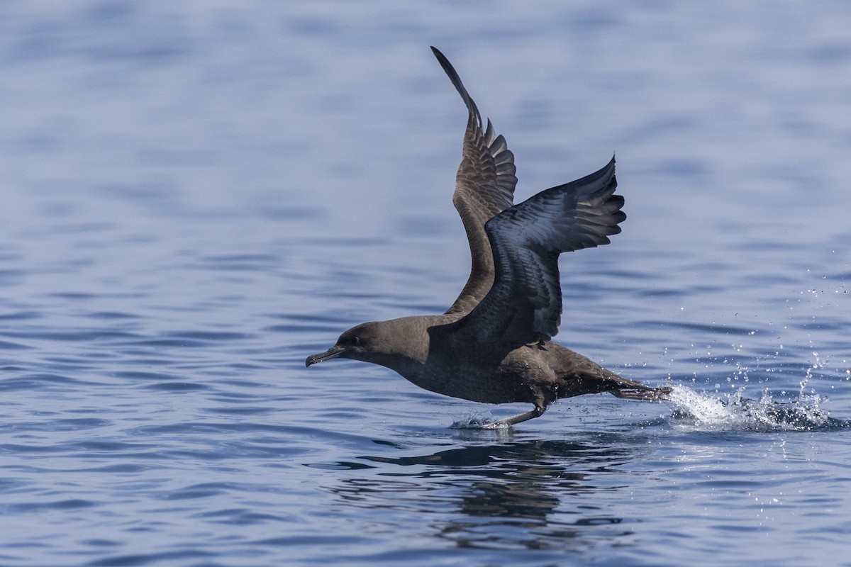 Sooty Shearwater - ML610116757