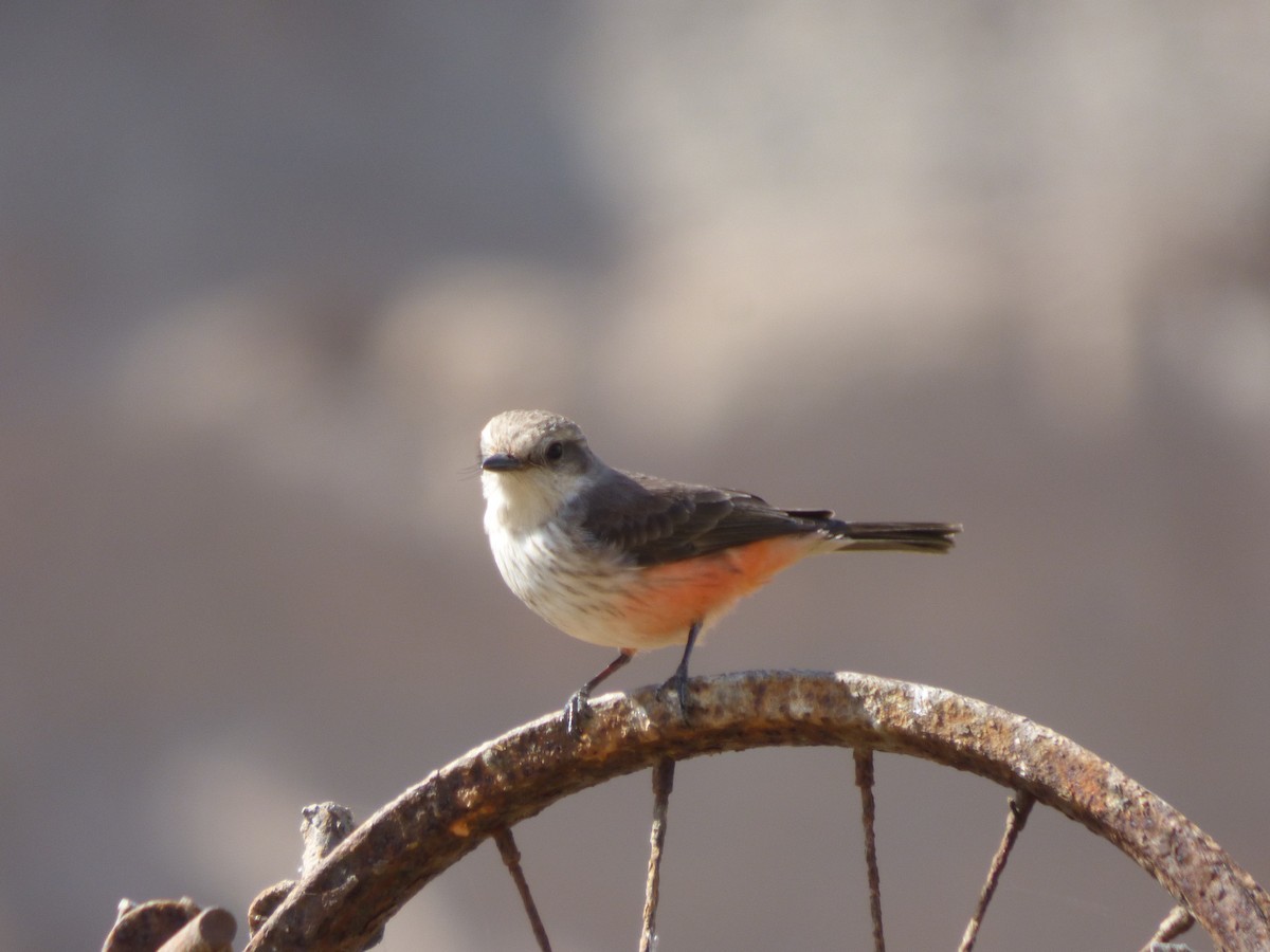 Vermilion Flycatcher - ML610116760