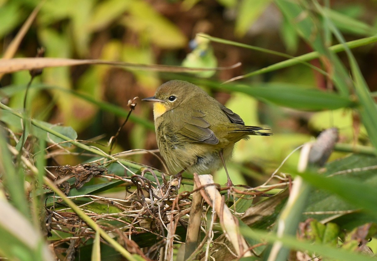 Common Yellowthroat - ML610116766