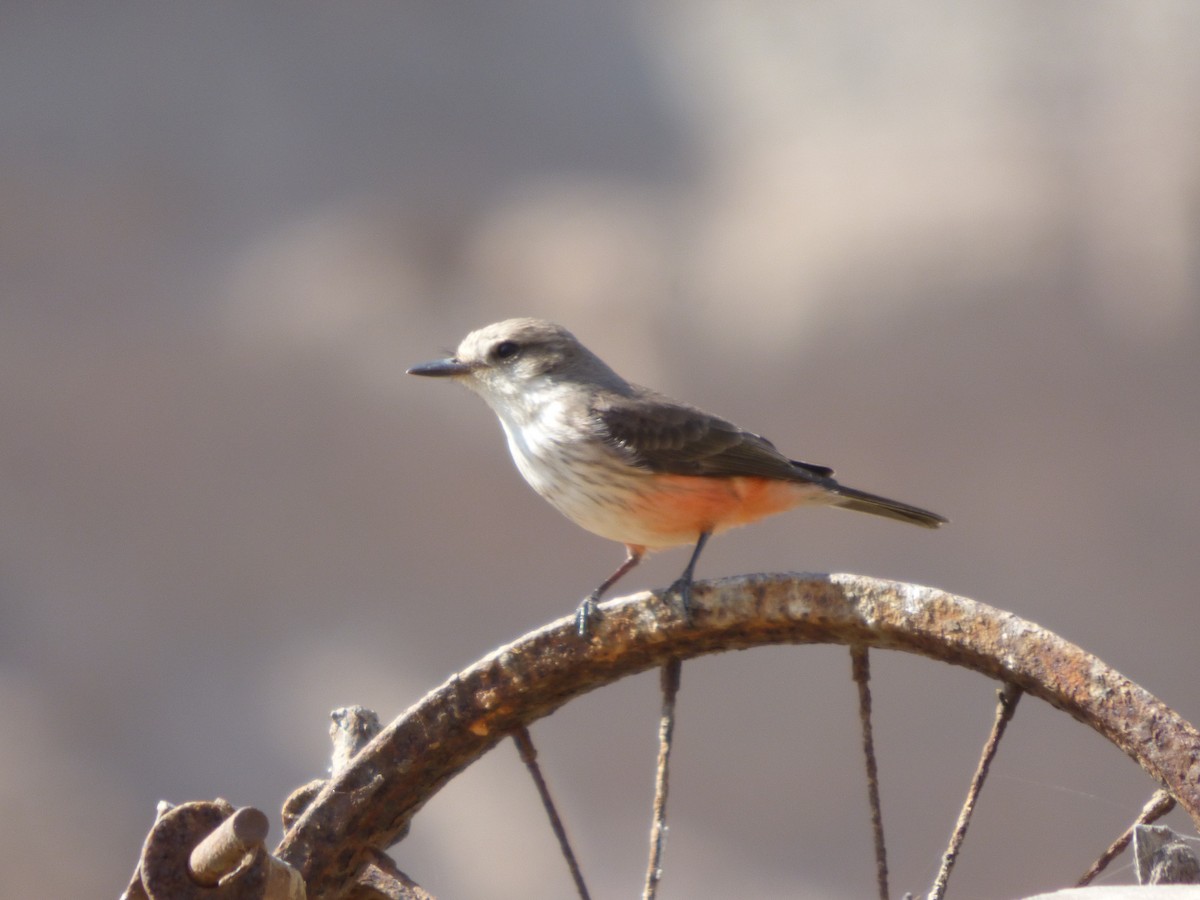 Vermilion Flycatcher - ML610116770
