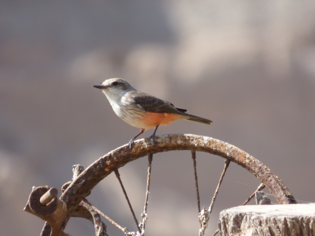 Vermilion Flycatcher - ML610116777