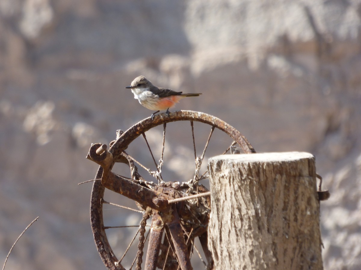 Vermilion Flycatcher - ML610116804