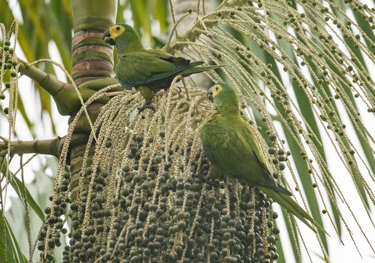 ズグロヒメコンゴウインコ - ML610116806