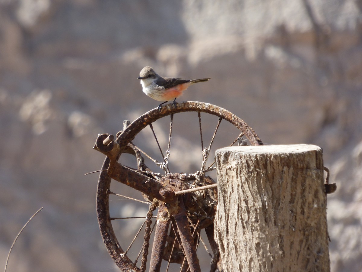 Vermilion Flycatcher - ML610116809