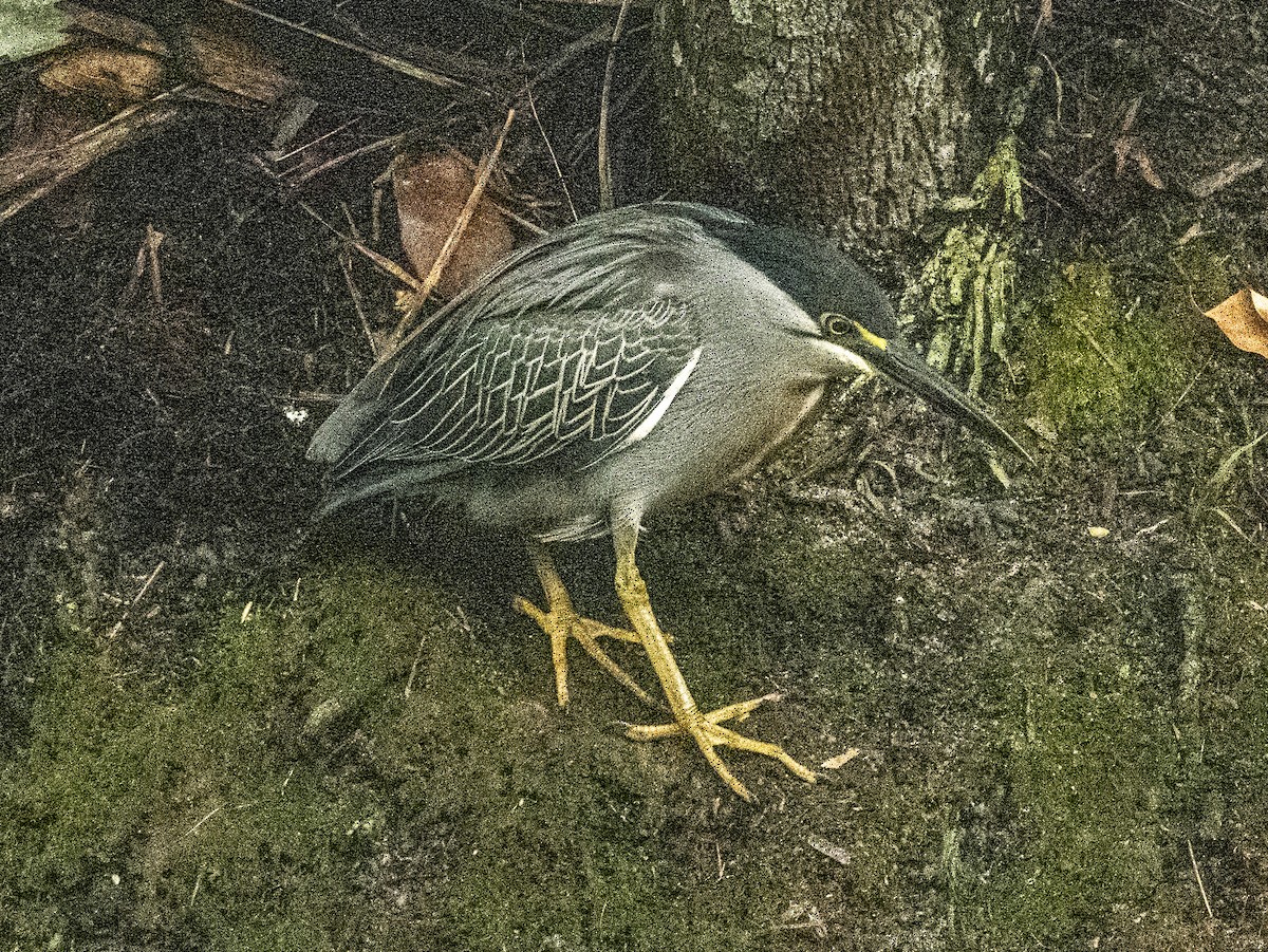 Striated Heron - Olaf Danielson