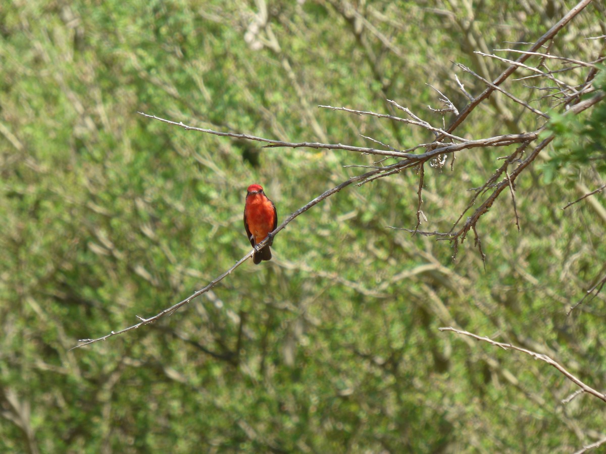 Vermilion Flycatcher - ML610116816